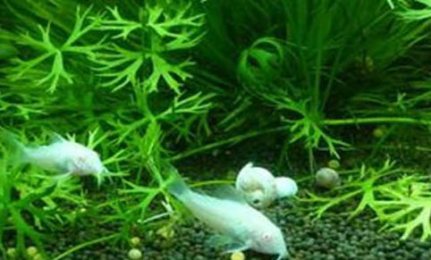 觀賞魚赤皮病的癥狀與防治