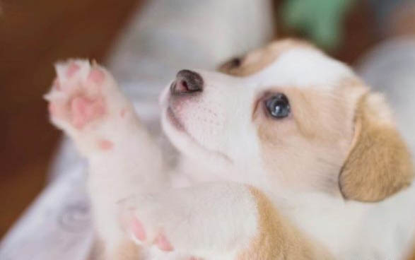狗鼻子上長疙瘩