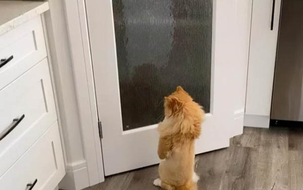 小貓可以吃雞胸肉嗎