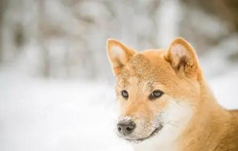 3個月小柴犬多少錢一只