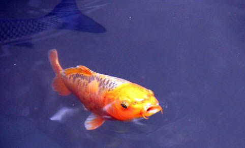 孔雀魚幼崽死亡的原因是什么