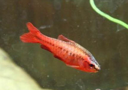 怎樣養魚缸里的水草