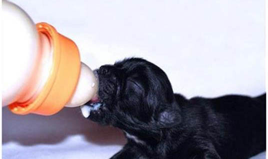 狼青幼犬圖片一個月 三個月