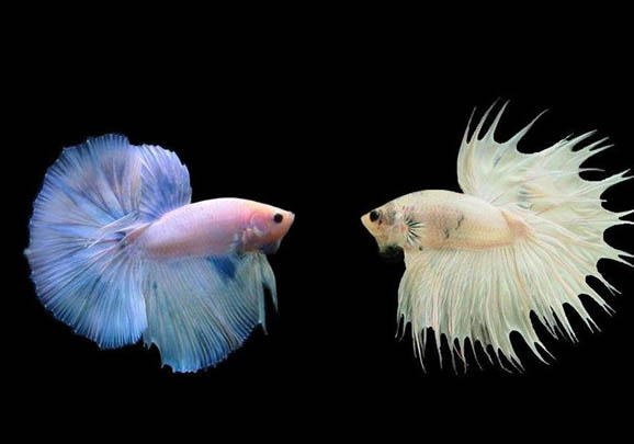 泰國斗魚的壽命