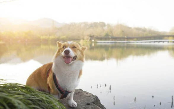 狗狗球蟲可以打針嗎