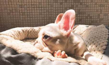 武漢禁養犬種有哪些