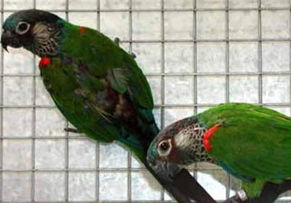 玄鳳鸚鵡禿頭可以長出來嗎