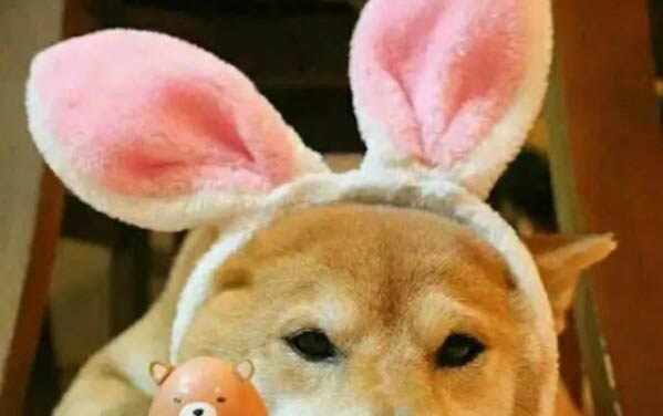 狗狗有哪些特點(diǎn)?