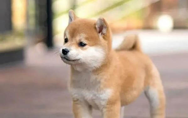 狗狗犬瘟熱癥狀