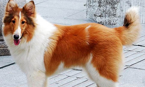 蘇格蘭牧羊犬得細小怎么辦