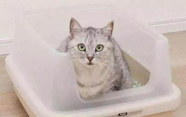 小貓咪多久可以斷奶吃貓糧
