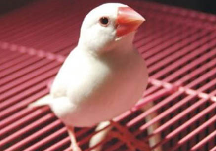 文鳥認主人么?