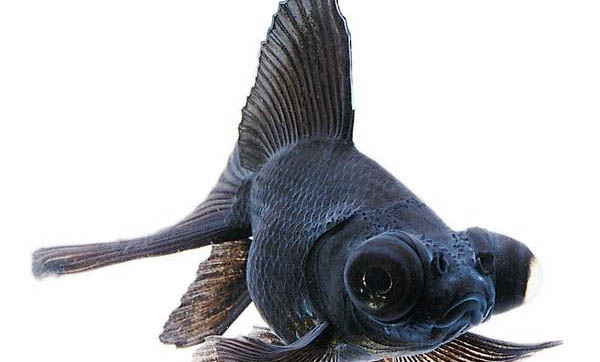夏季夜釣鯉魚的最佳時間