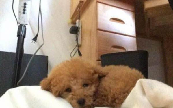 如何讓小狗接受狗糧吃啊