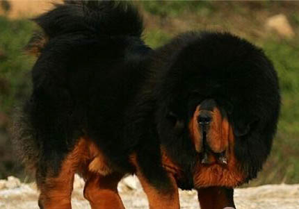 哪里有藏獒犬舍