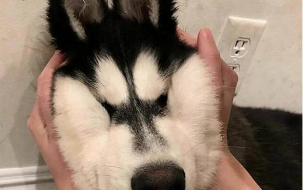 小狗拉黑色大便是什么原因?