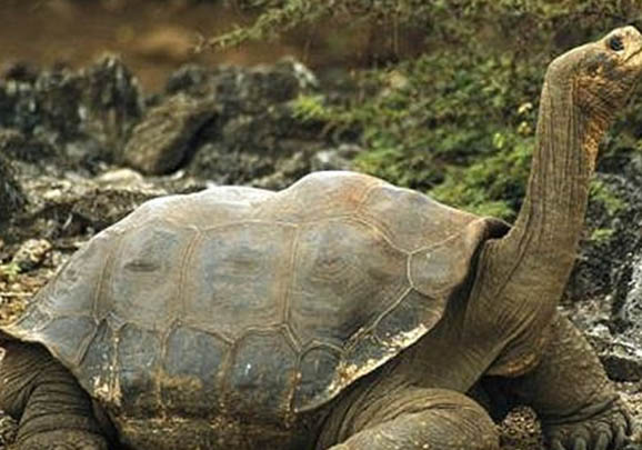 象龜價格多少錢一只,一般在萬元以上最貴要40萬元