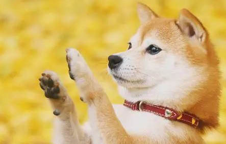柴犬和哈士奇哪個好養