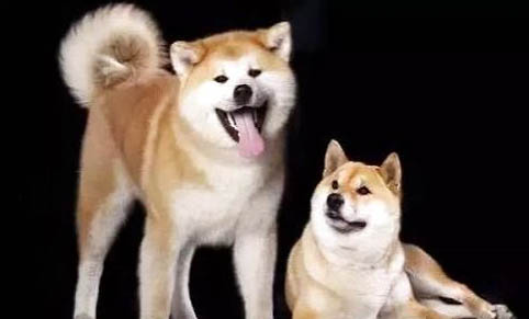 8個不能養秋田犬的理由