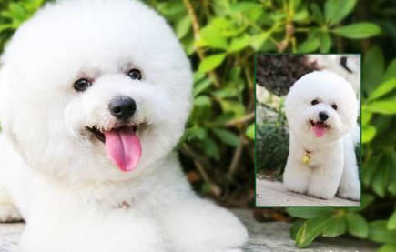 三個月大的幼犬怎么訓練