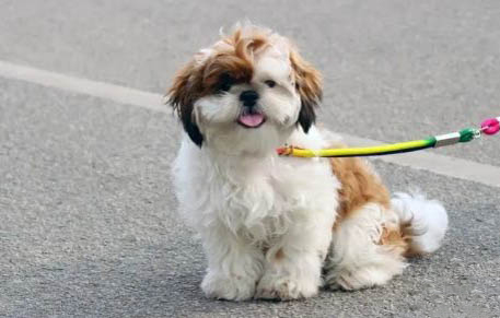 西施犬老掉毛的原因及處理方法