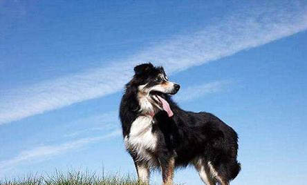 冰島牧羊犬骨折癥狀有哪些