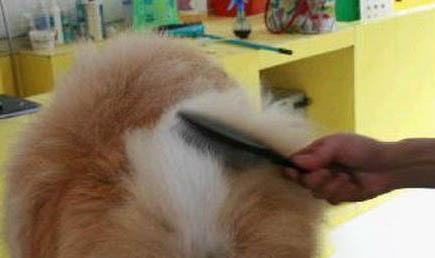 白色松獅犬價格多少錢一只