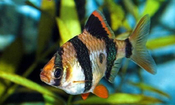 虎皮魚的飼養方法