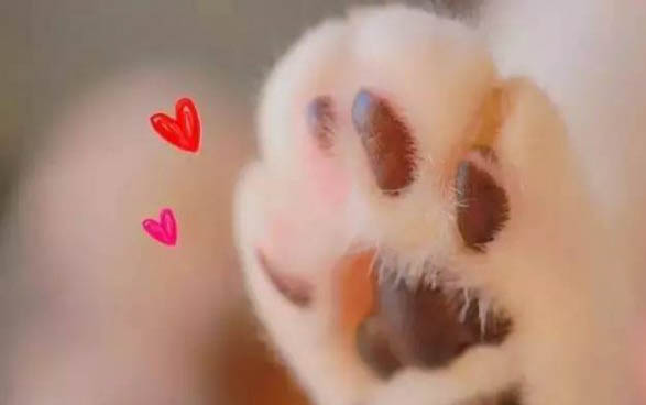 小貓不能吃什么