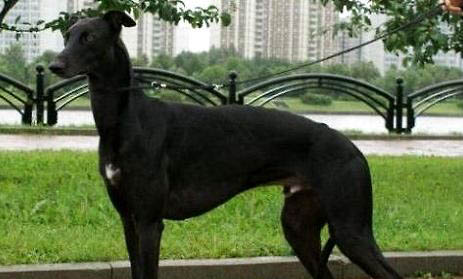 靈緹和格力犬的區別