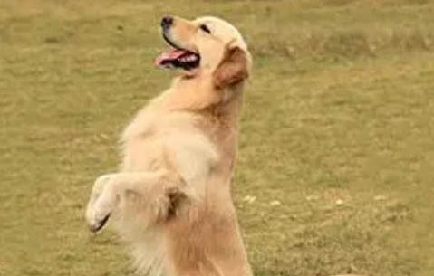 金毛是拉布拉多犬種嗎