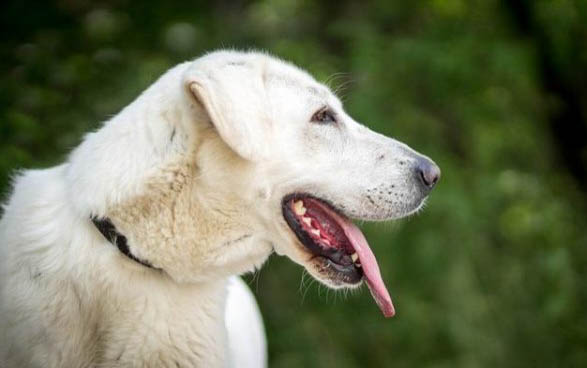 狗狗打了狂犬疫苗咬人有事嗎