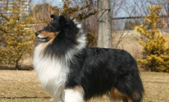 選購英國古代牧羊犬時要注意什么