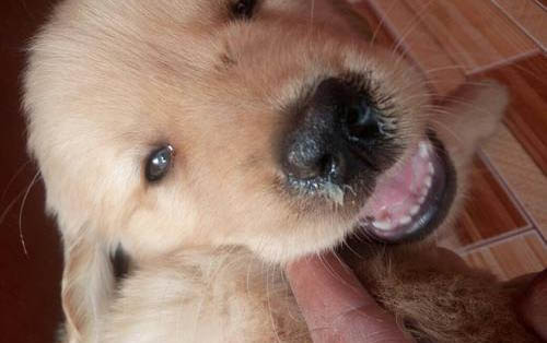 幼犬感染冠狀病毒死亡率高嗎