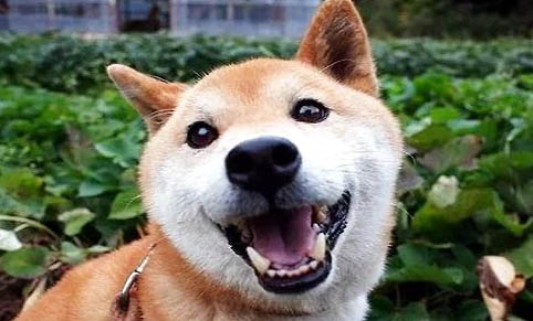 狗狗可以吃哪些蔬菜