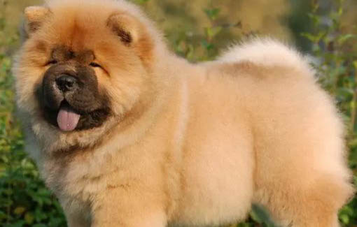 松獅犬多少錢一只黑色幼崽