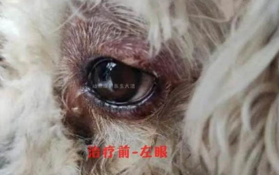 狗狗到家多久能洗澡