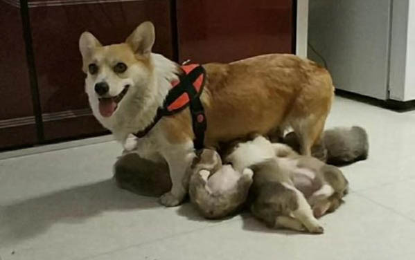 幼犬細小早期癥狀有哪些