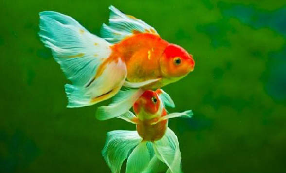 母金魚產卵需要什么條件