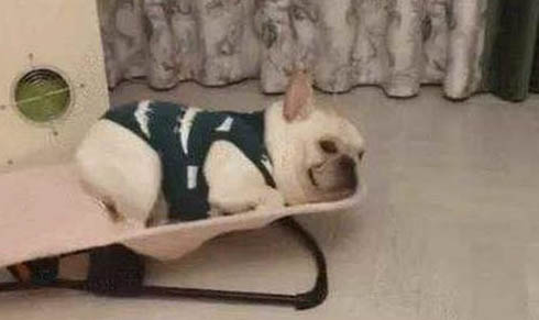 狗狗亂吃東西怎么辦?