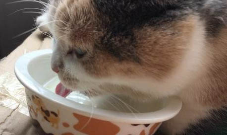 貓拉稀什么原因