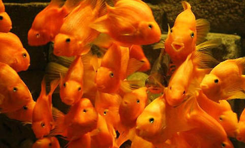 魚缸水渾濁的原因及處理方法