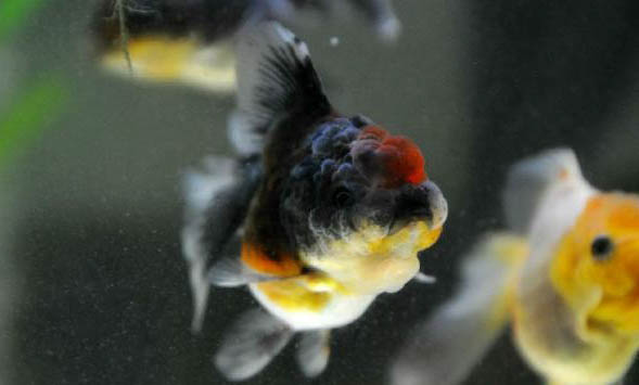 魚肚子鼓脹了怎么辦