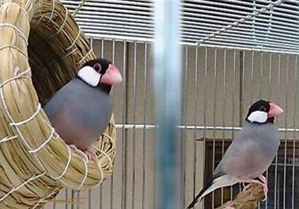 文鳥認主人嗎?