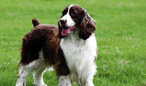 犬用宮縮素的正確使用方法