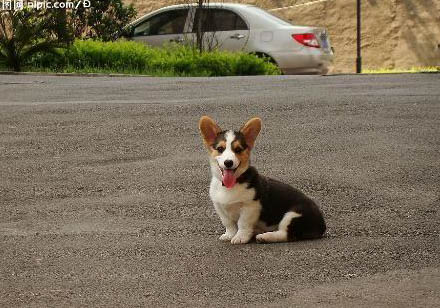 柯基犬和比熊哪個好養(yǎng)