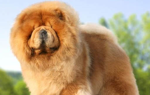 松獅犬慢性膽囊炎癥狀