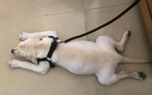 夏天狗狗多久洗澡一次比較好