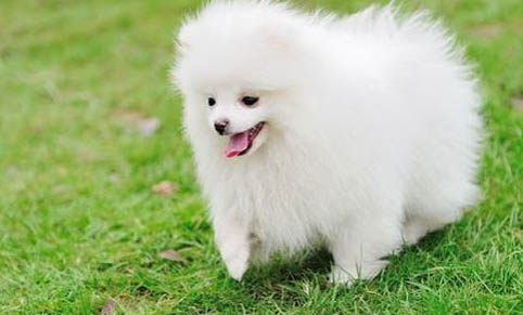 博美犬哪里買