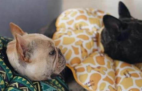 犬瘟抽搐后還能活多久